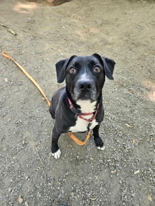 Piper, adoptable senior Retriever, Labrador/Mix