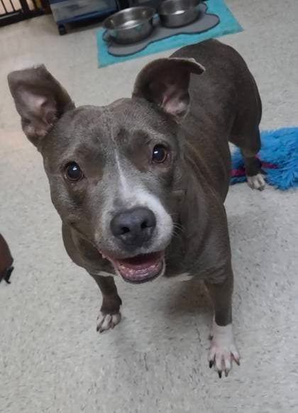 Cherry, adoptable senior Mixed Breed, Large (over 44 lbs fully grown)/Mix