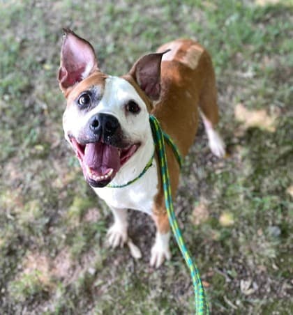 Lexi, adoptable senior Mixed Breed, Large (over 44 lbs fully grown)/Mix
