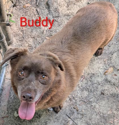 Buddy, adoptable senior Retriever, Labrador/Basset Hound