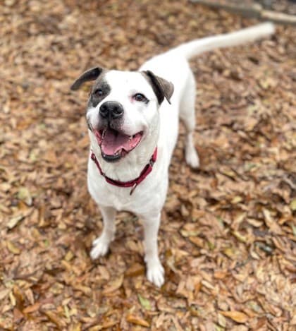 Toby, adoptable senior Mixed Breed, Large (over 44 lbs fully grown)/Mix