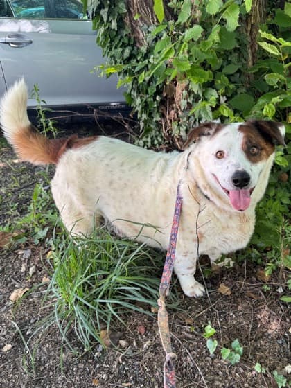 Albert, adoptable senior Welsh Corgi, Cardigan/Mix