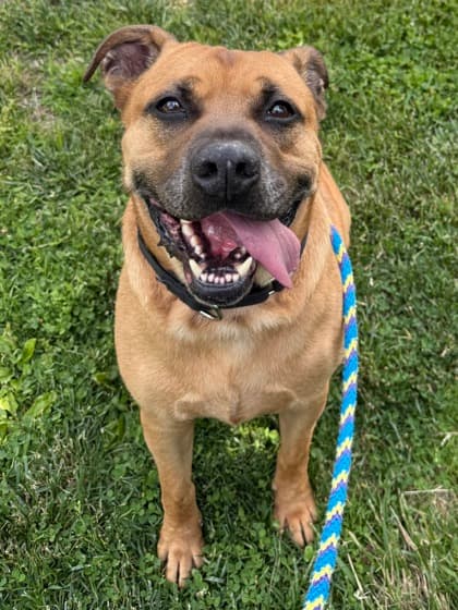 Buster - Available in Foster, adoptable senior Mixed Breed, Large (over 44 lbs fully grown)/Mix
