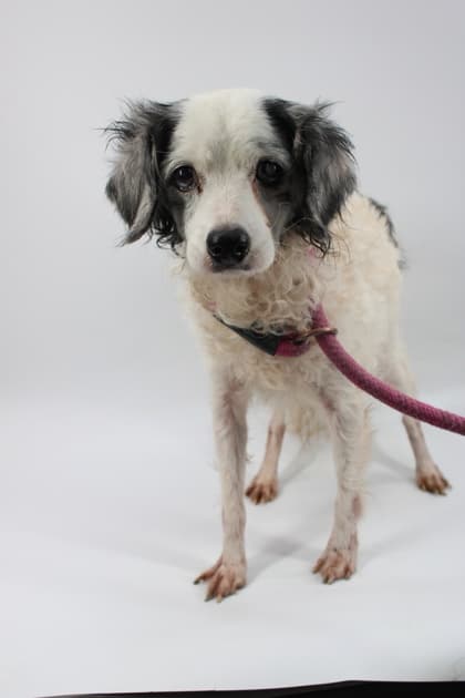 Stevie, adoptable senior Spaniel, Cavalier King Charles/Poodle, Toy in Morton Grove, IL