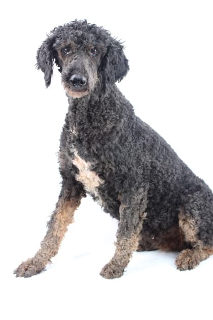 Winnie, adoptable senior Poodle, Standard/Mix