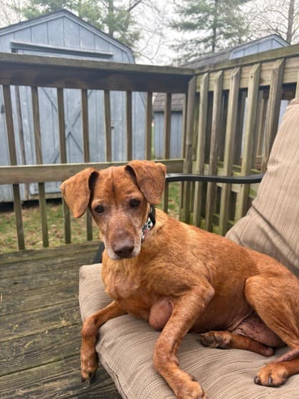 Rodney, adoptable senior Dachshund, Miniature Smooth Haired/Mix