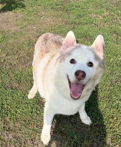 Coco, adoptable senior Siberian Husky/Mix
