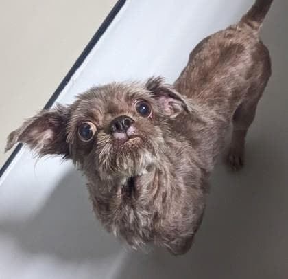 Jeffery, adoptable senior Shih Tzu/Mix in Morton Grove, IL