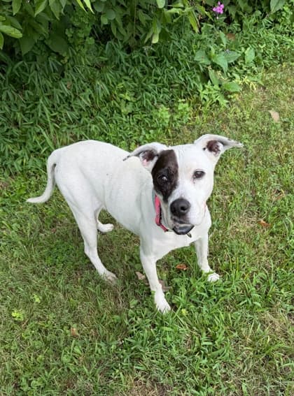Gaby, adoptable senior Beagle/Mix in Morton Grove, IL