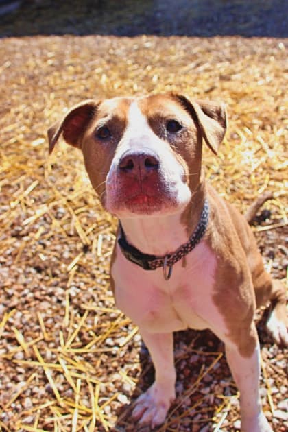 Sassy, adoptable senior Terrier, American Staffordshire/Mix