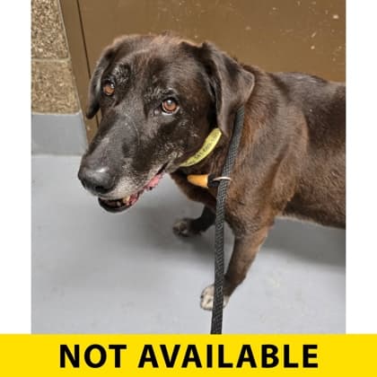 Captain, adoptable senior Retriever, Labrador/Mix in Eugene, OR