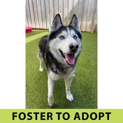 Nanook, adoptable senior Siberian Husky/Mix in Eugene, OR