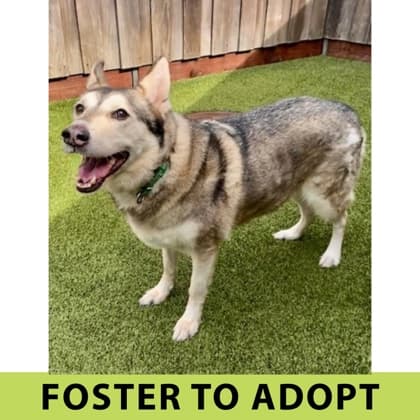 Mishka, adoptable senior Alaskan Husky/Mix in Eugene, OR