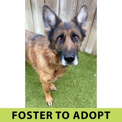 Wylie, adoptable senior German Shepherd/Mix