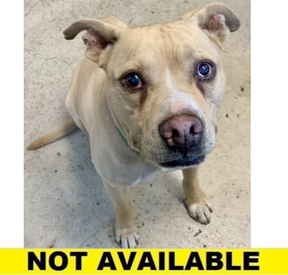 Rocky, adoptable senior Mixed Breed, Large (over 44 lbs fully grown)/Mix