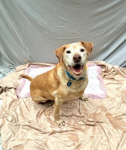 Alicia, adoptable senior German Shepherd Dog mix in Brooklyn, NY