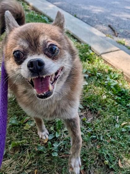 Francis, adoptable senior dog