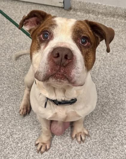 Oscar (Bolo), adoptable senior Mixed Breed, Large (over 44 lbs fully grown)/Mix