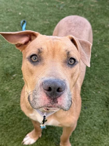 Fennel, adoptable senior Mixed Breed, Large (over 44 lbs fully grown)/Mix