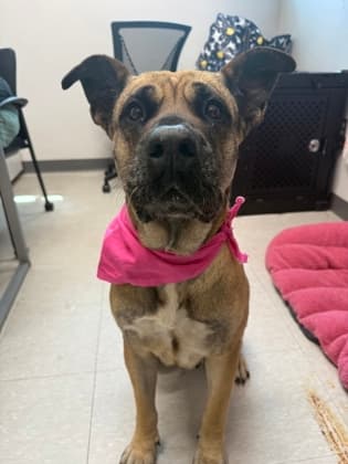 Toast, adoptable senior Mixed Breed, Large (over 44 lbs fully grown)/Mix