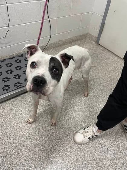 Iams (Ghost), adoptable senior dog