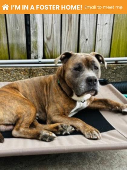Brudder, adoptable senior Mixed Breed, Large (over 44 lbs fully grown)/Mix