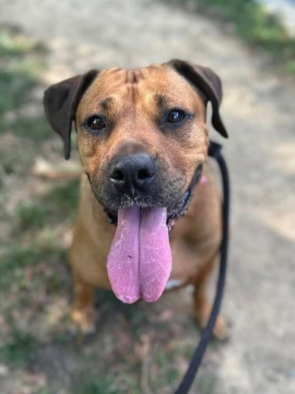 Jewel (Beautie), adoptable senior dog