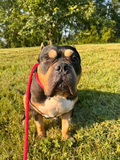 Spyro 3 (Loki), adoptable senior Mixed Breed, Large (over 44 lbs fully grown)/Mix