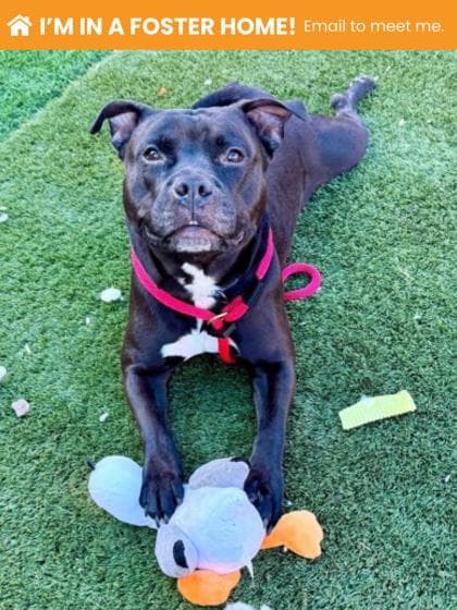 Junior, adoptable senior Mixed Breed, Medium (up to 44 lbs fully grown)/Mix