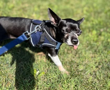 Noah, adoptable senior dog
