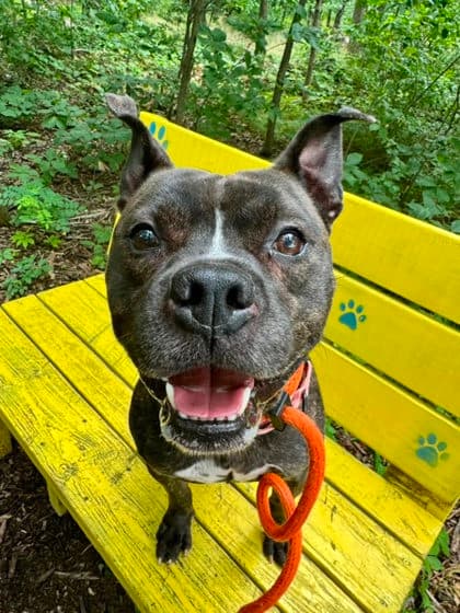 Old Roy, adoptable senior dog