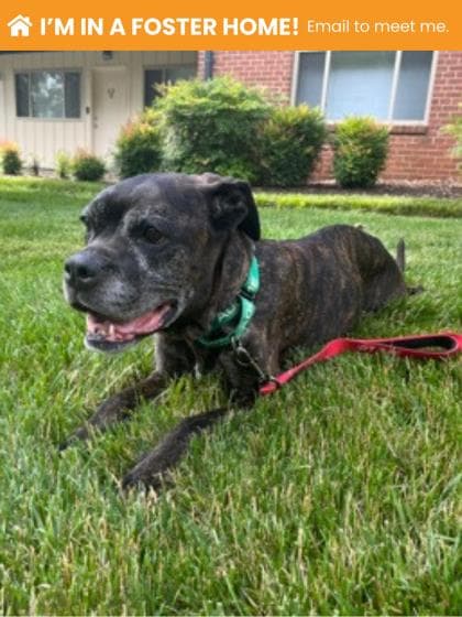 Strudel, adoptable senior Mixed Breed, Large (over 44 lbs fully grown)/Mix