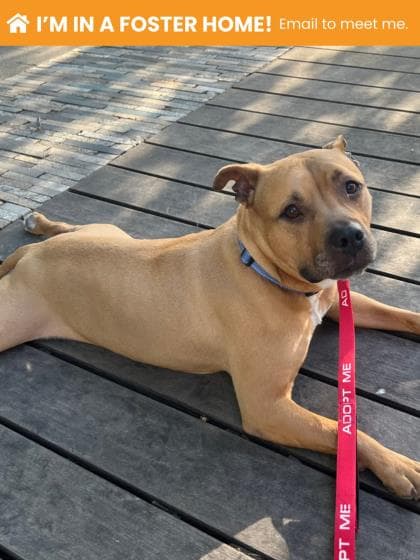 Monroe, adoptable senior Mixed Breed, Large (over 44 lbs fully grown)/Mix