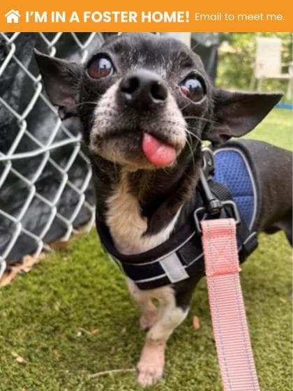 Noah, adoptable senior Mixed Breed, Small (under 24 lbs fully grown)/Mix