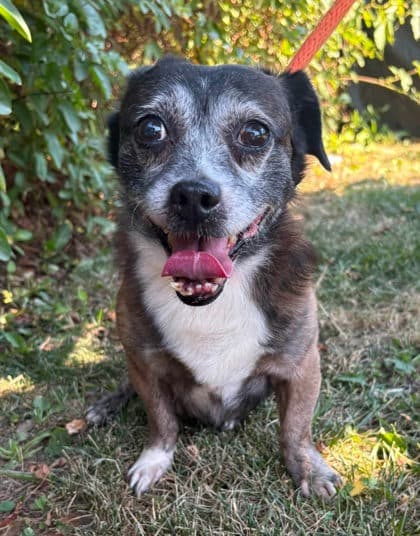Scott, adoptable senior dog