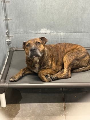 Critter, adoptable senior Terrier, Pit Bull/Retriever, Labrador in Raeford, NC