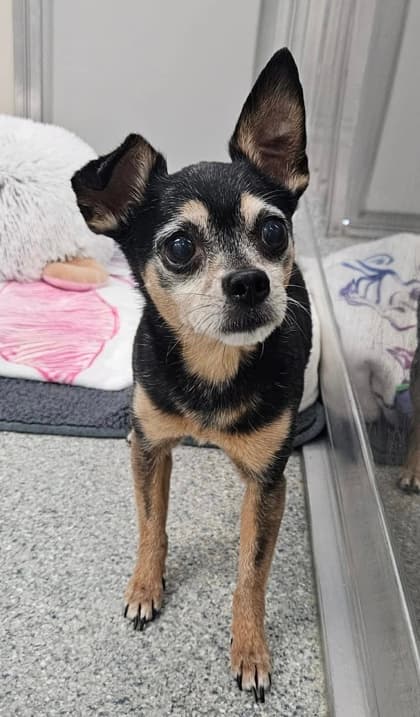 Muggsy, adoptable senior Chihuahua, Short Coat/Miniature Pinscher in Annapolis, MD