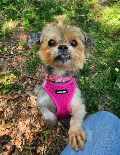 Dixie, adoptable senior Havanese/Terrier, Yorkshire in Annapolis, MD