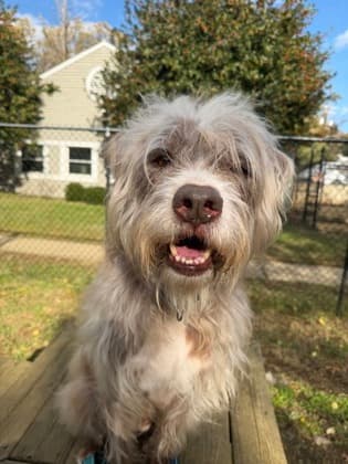 Kylo Jace, adoptable senior Griffon, Wirehaired Pointing/Mix in Annapolis, MD