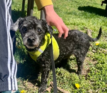 Chase, adoptable senior Poodle, Miniature/Mix in Annapolis, MD