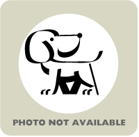 Gabby, adoptable senior Miniature Pinscher/Beagle