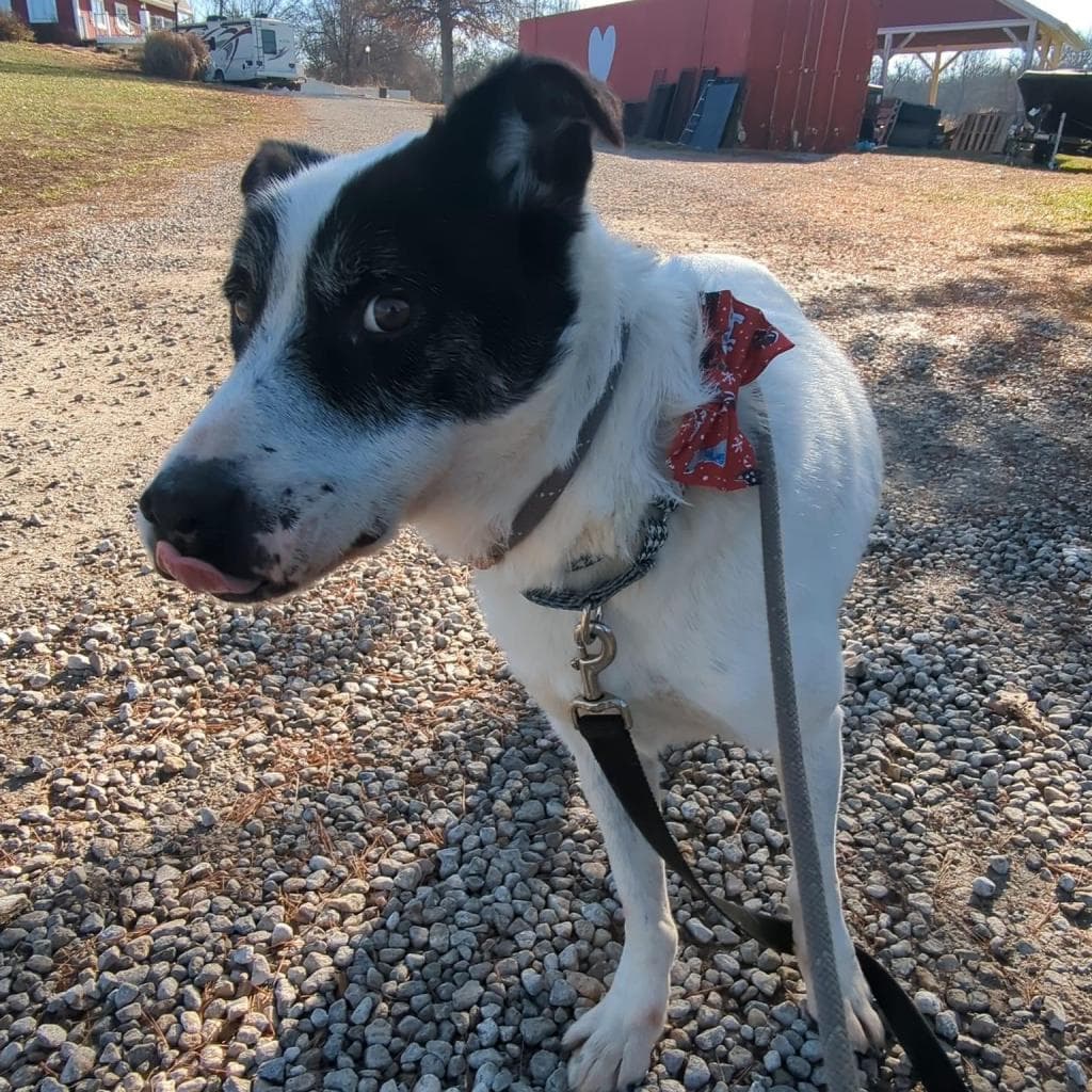Giblet, photo 8