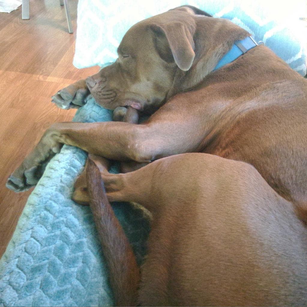Scooby, photo 6