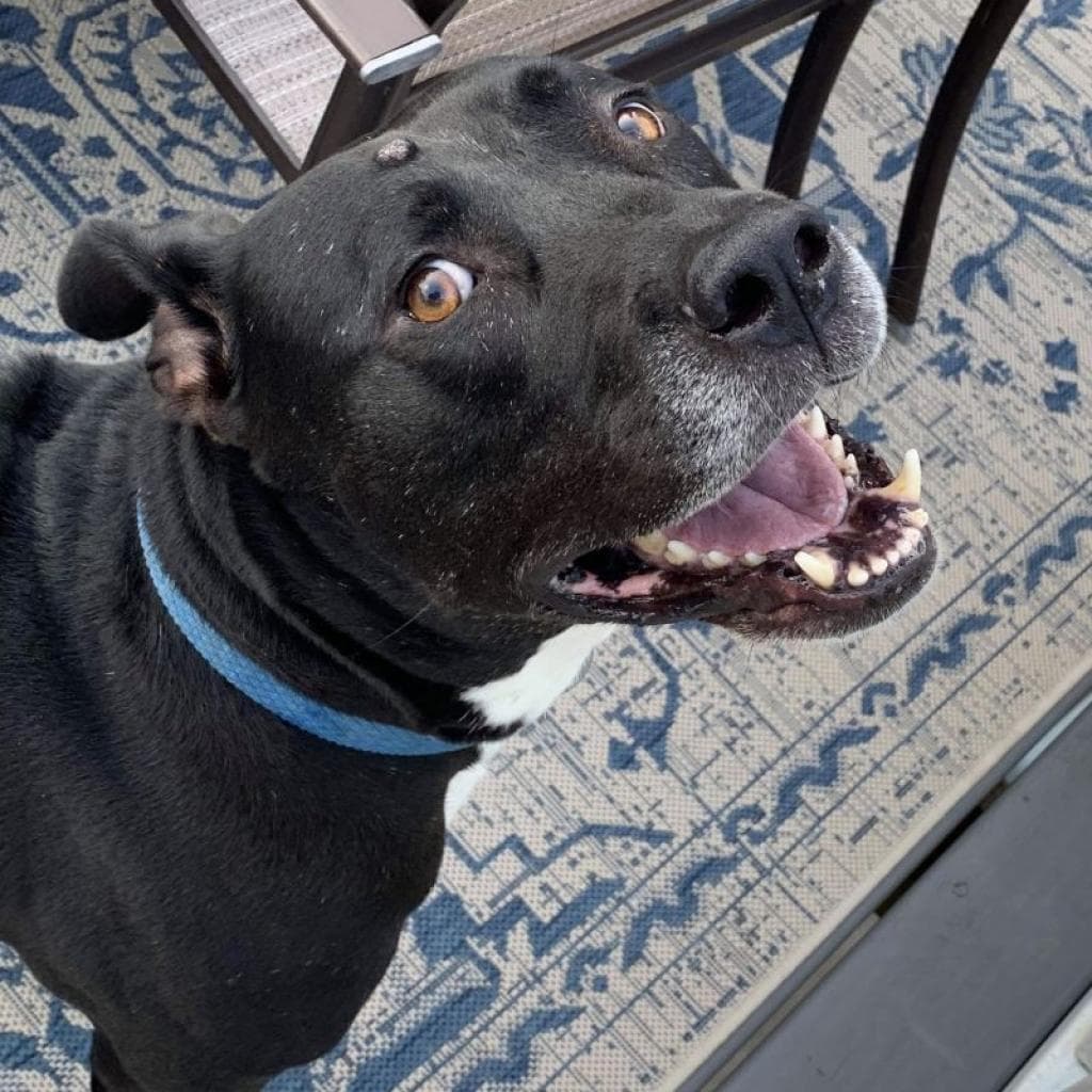 Zeus, photo 3
