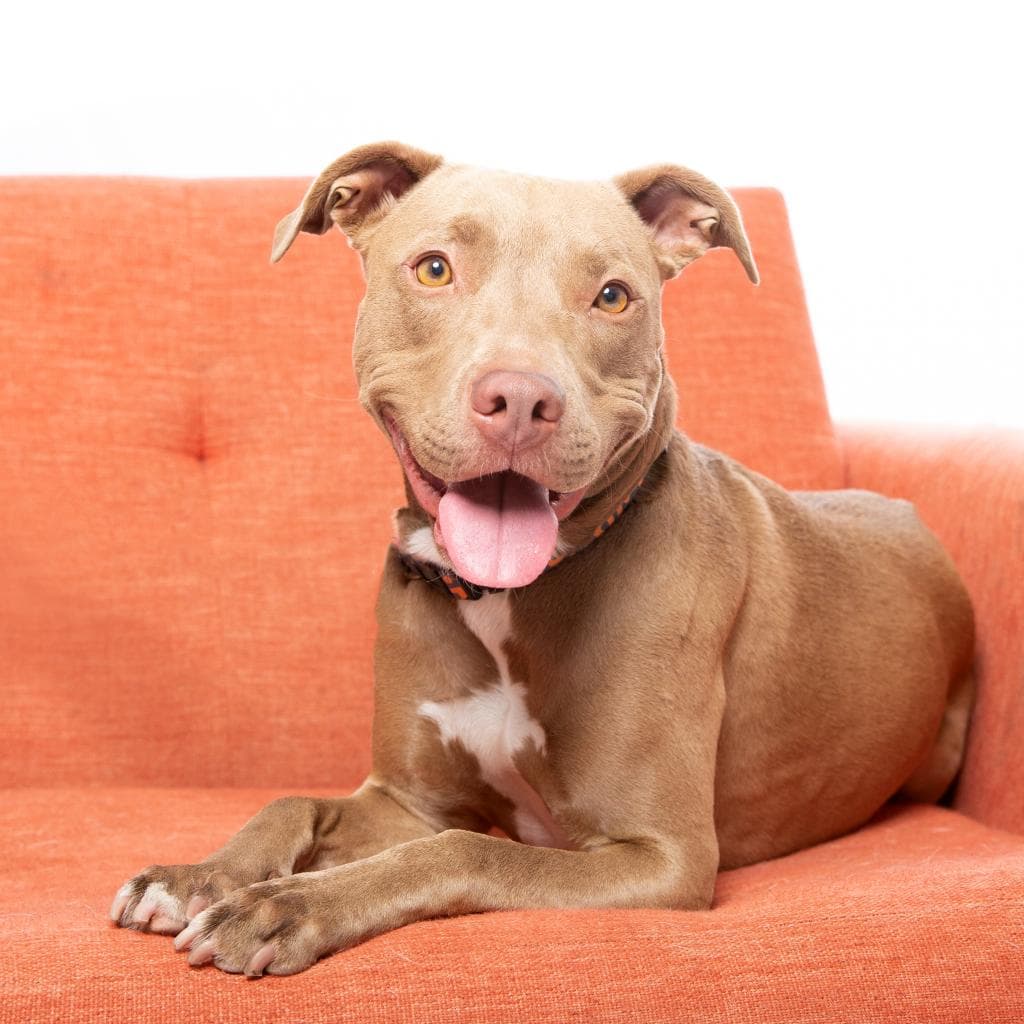 Izzie, adoptable senior dog