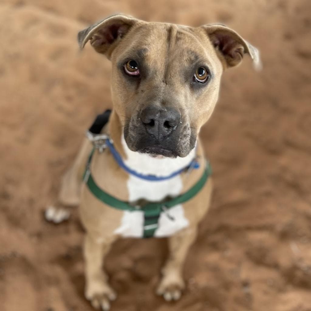 Broccoli, adoptable senior dog