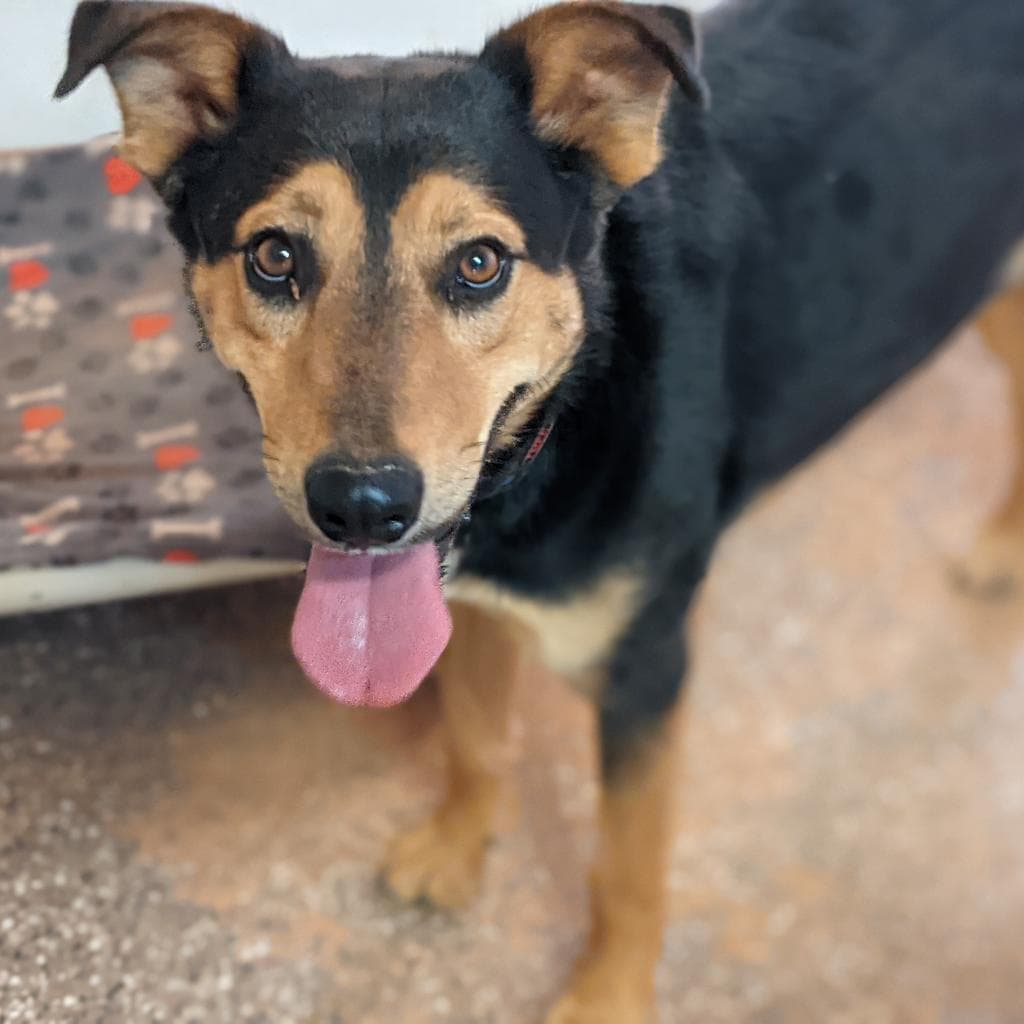 Oodoo, adoptable senior dog
