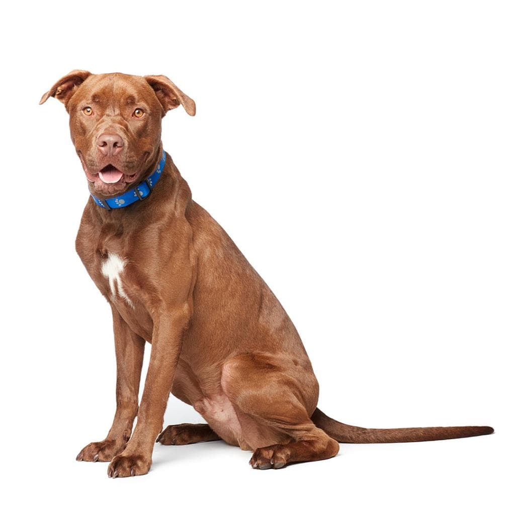 Scooby, photo 10