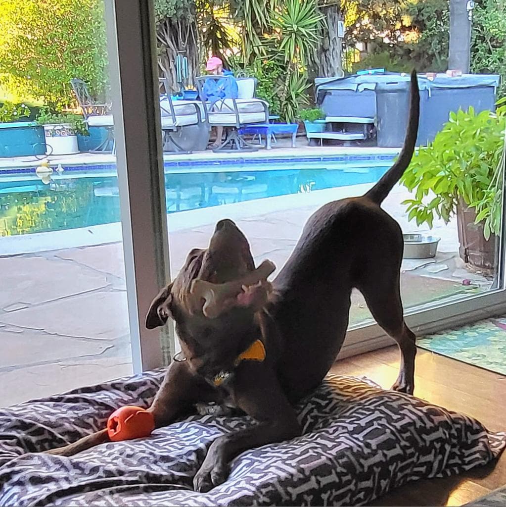 Scooby, photo 5