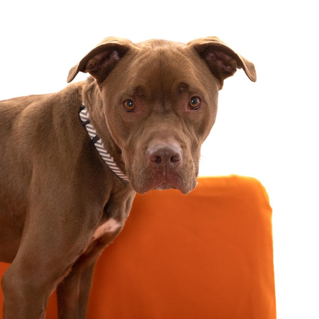 Scooby, photo 7
